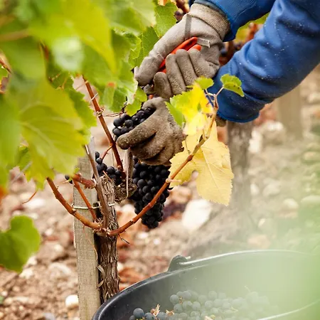 La Chartreuse De Dauzac 4* Labarde